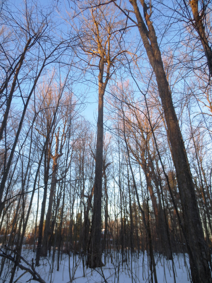 Gemmill Park Forest 5