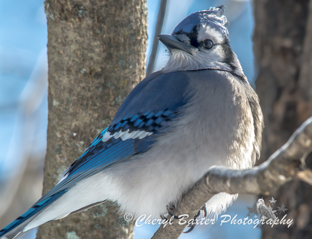Blue Jay (my yard)