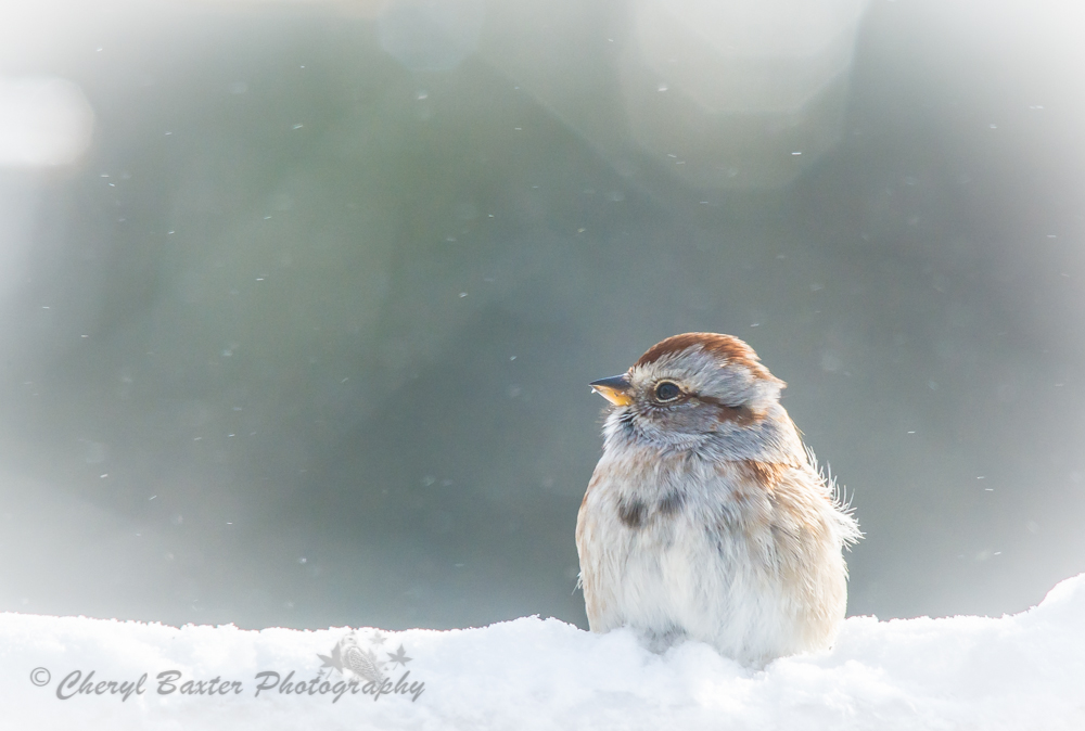 Song Sparrow (my yard)