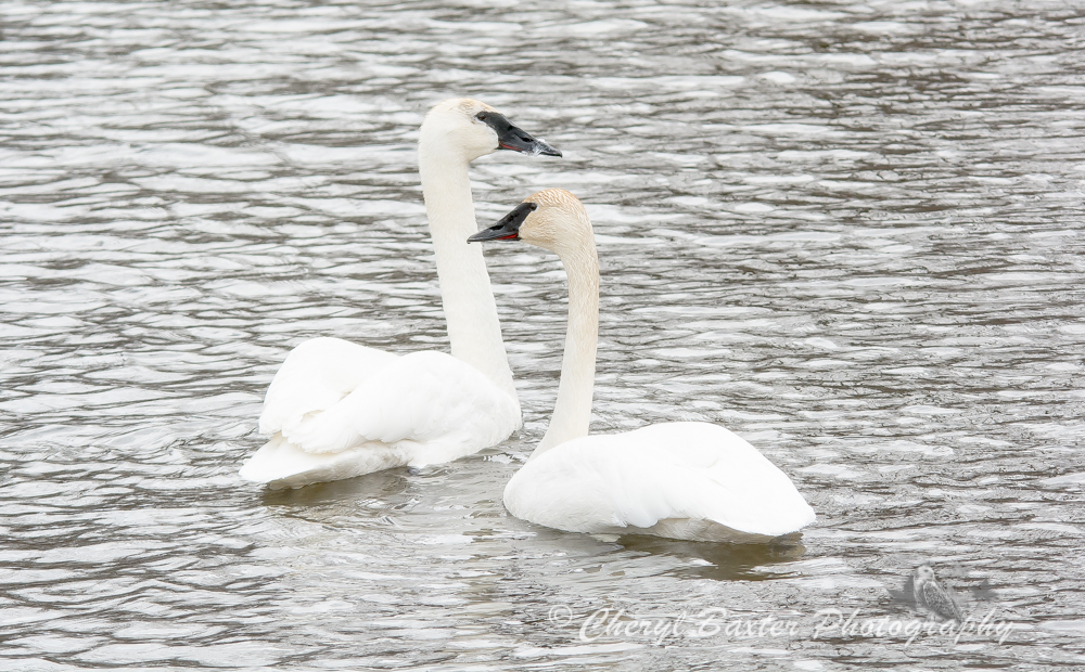 Trumpeter Swans March 30