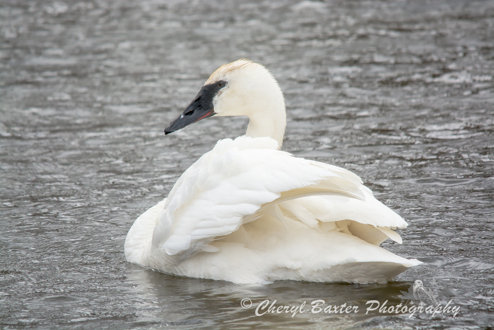 Trumpeter Swan March 30
