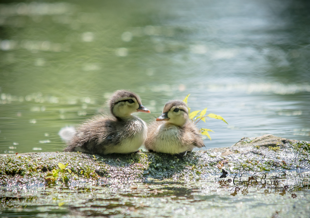 Wood Ducklings, Mud Lake, Ottawa