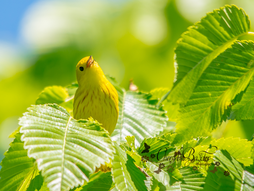 Yellow Warbler, Mud Lake, Ottawa