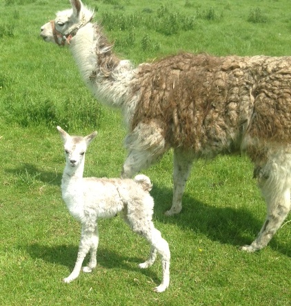 llama and cria
