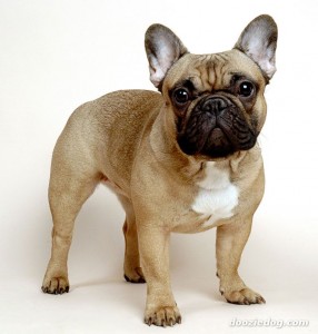 French-Bulldog-4