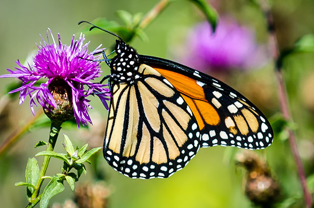 Monarch-butterfly