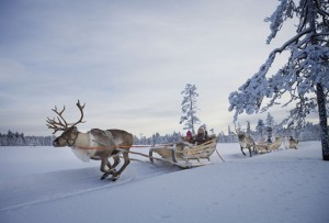 Reindeer pulling sleigh