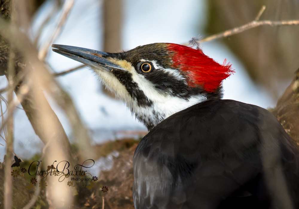 Female Pileated Woodpecker Mud Lake, Ottawa