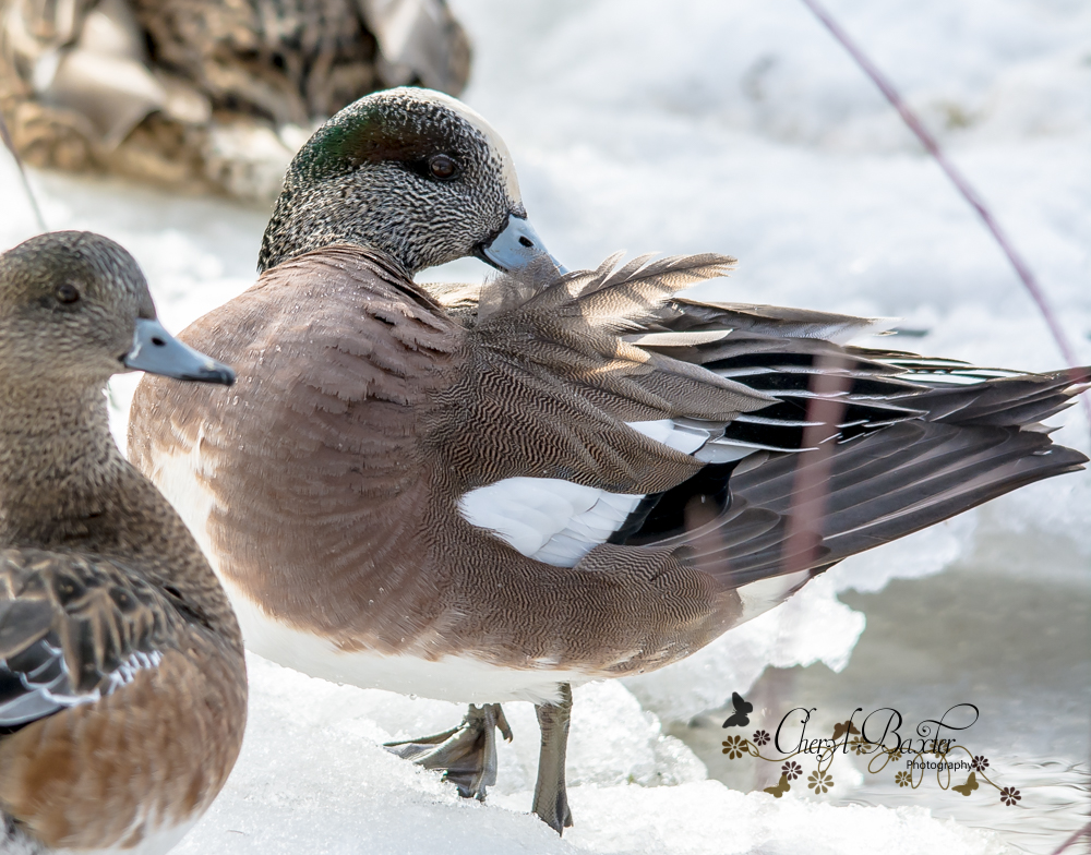 American Widgeons Mud Lake, Ottawa