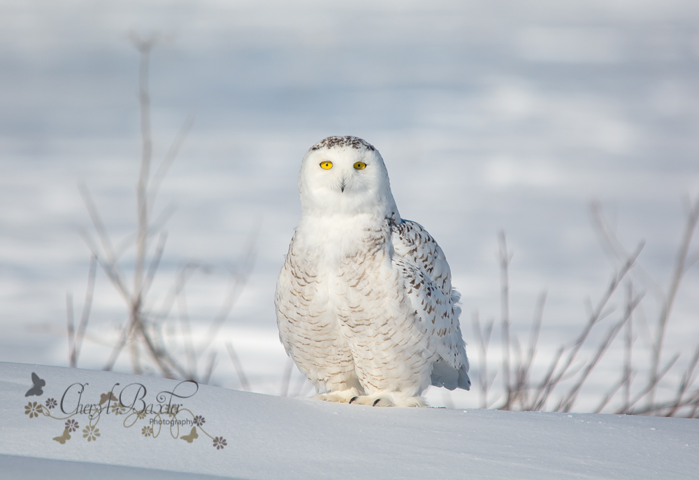 Snowy Owl West Ottawa