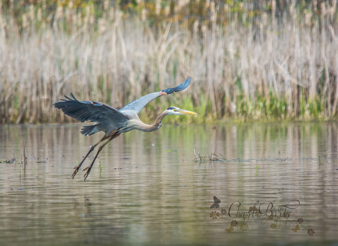 Great Blue Heron Mississippi Lake