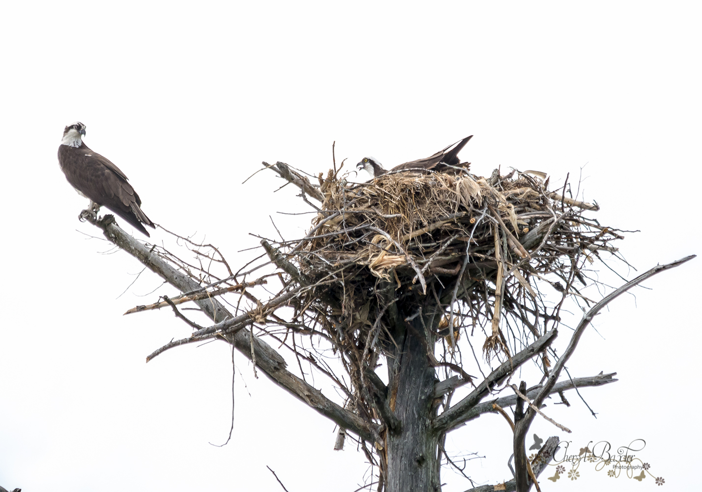 Nesting Osprey Mississippi Lake