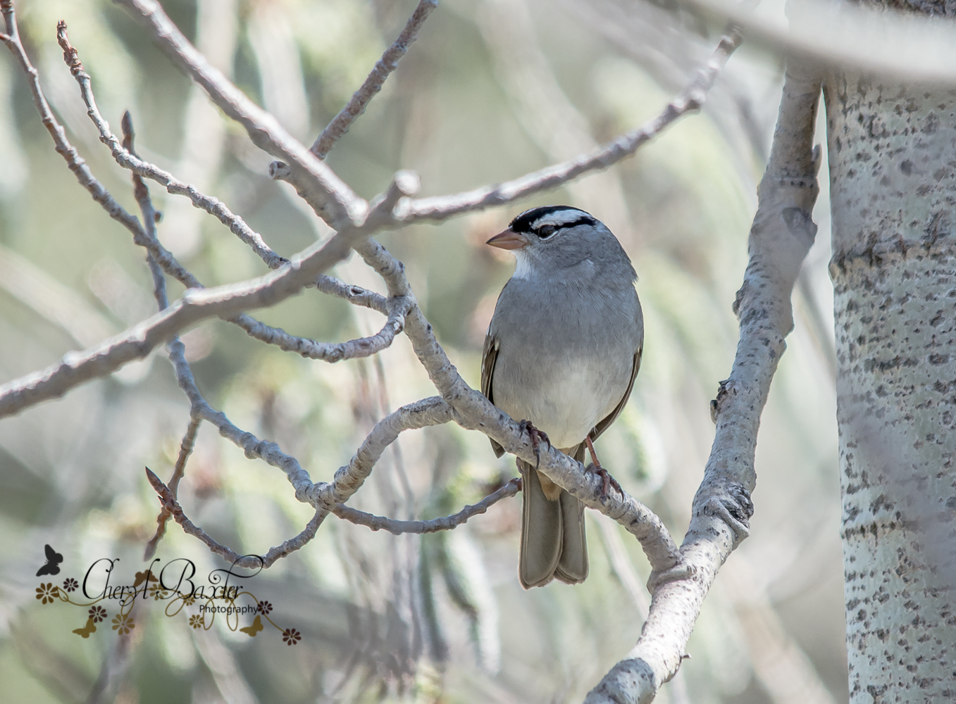 White-crowned Sparrow, My Yard-Almonte