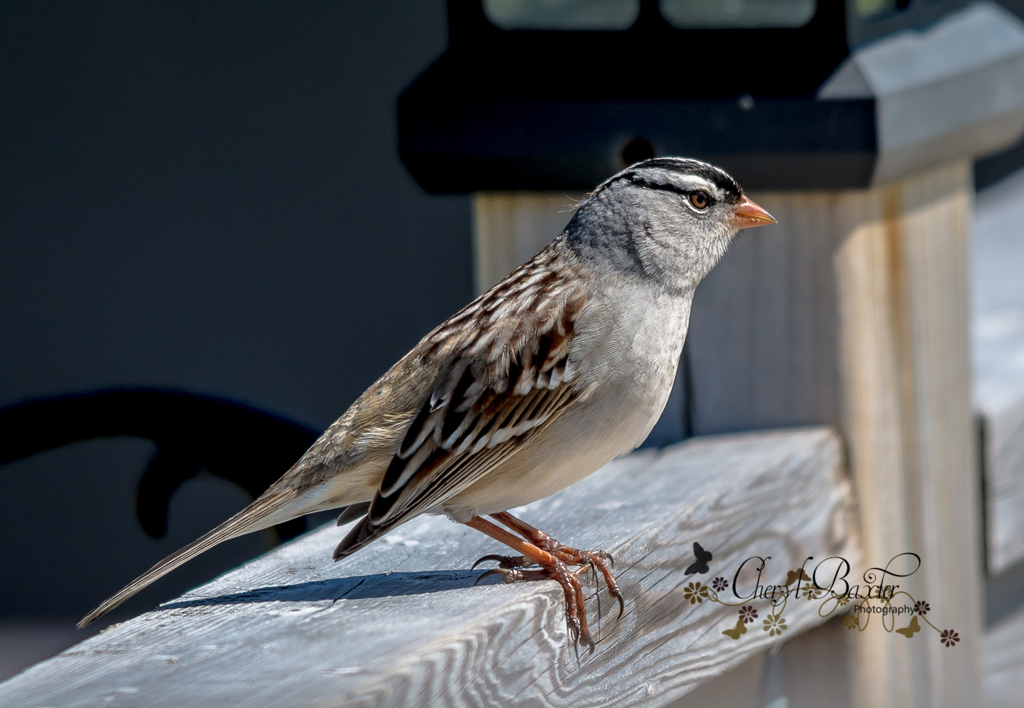 White-crowned Sparrow, My Yard-Almonte