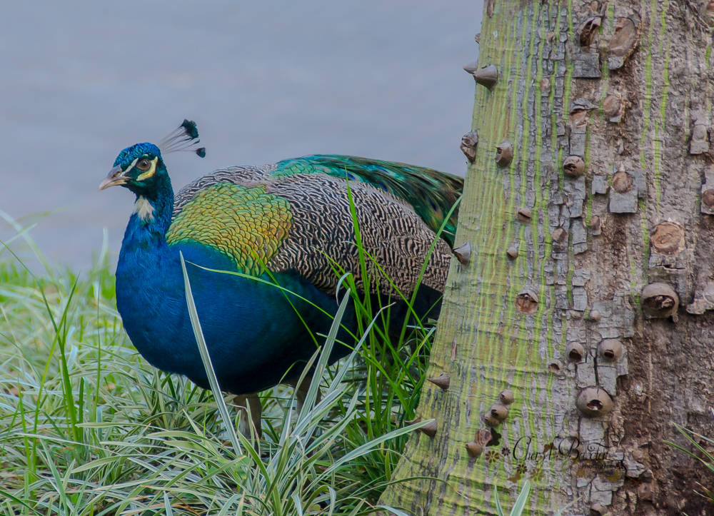 Peacock, Mexico