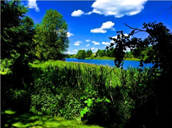Misssissippi River bank - greenery