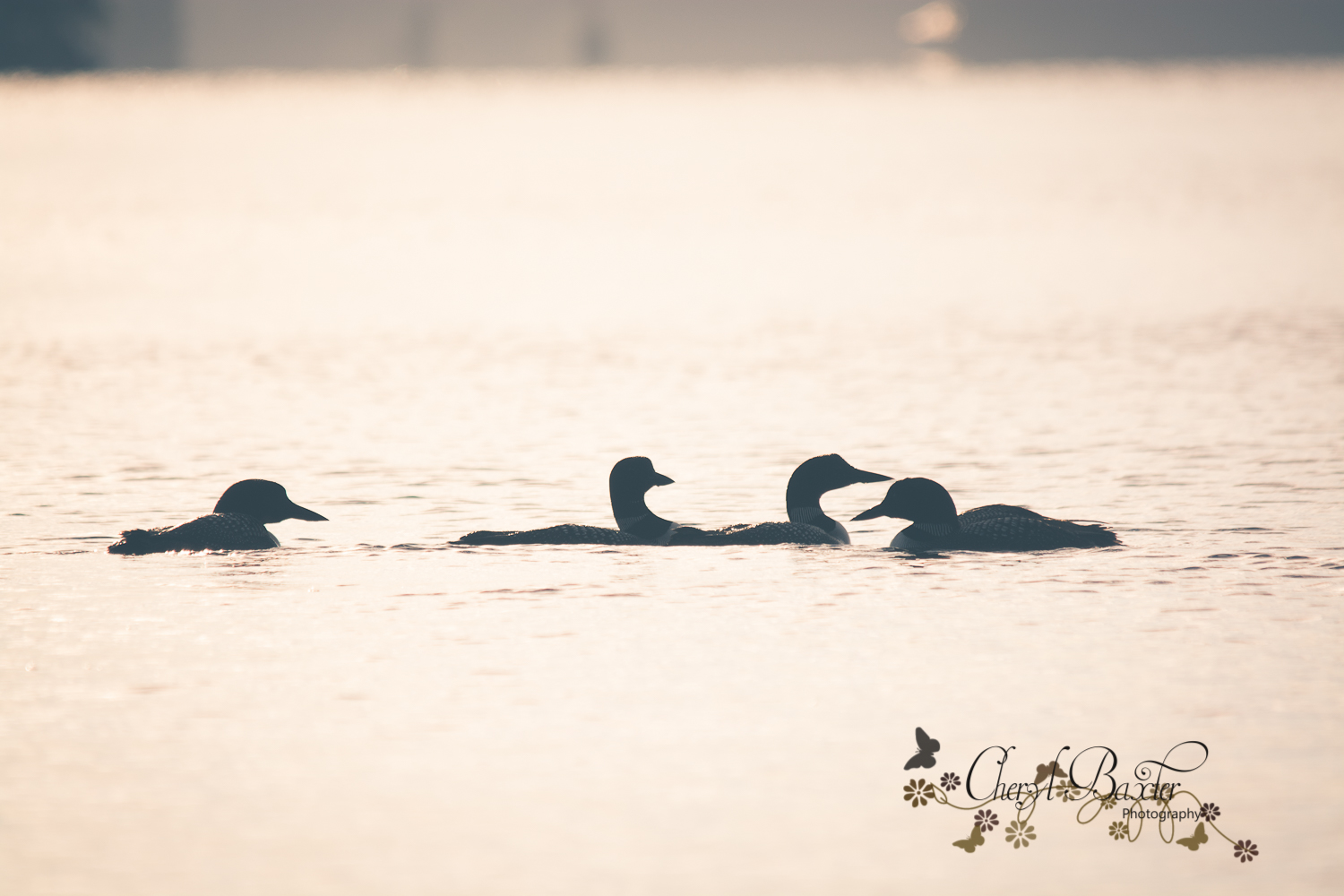 Loons on Mississippi Lake