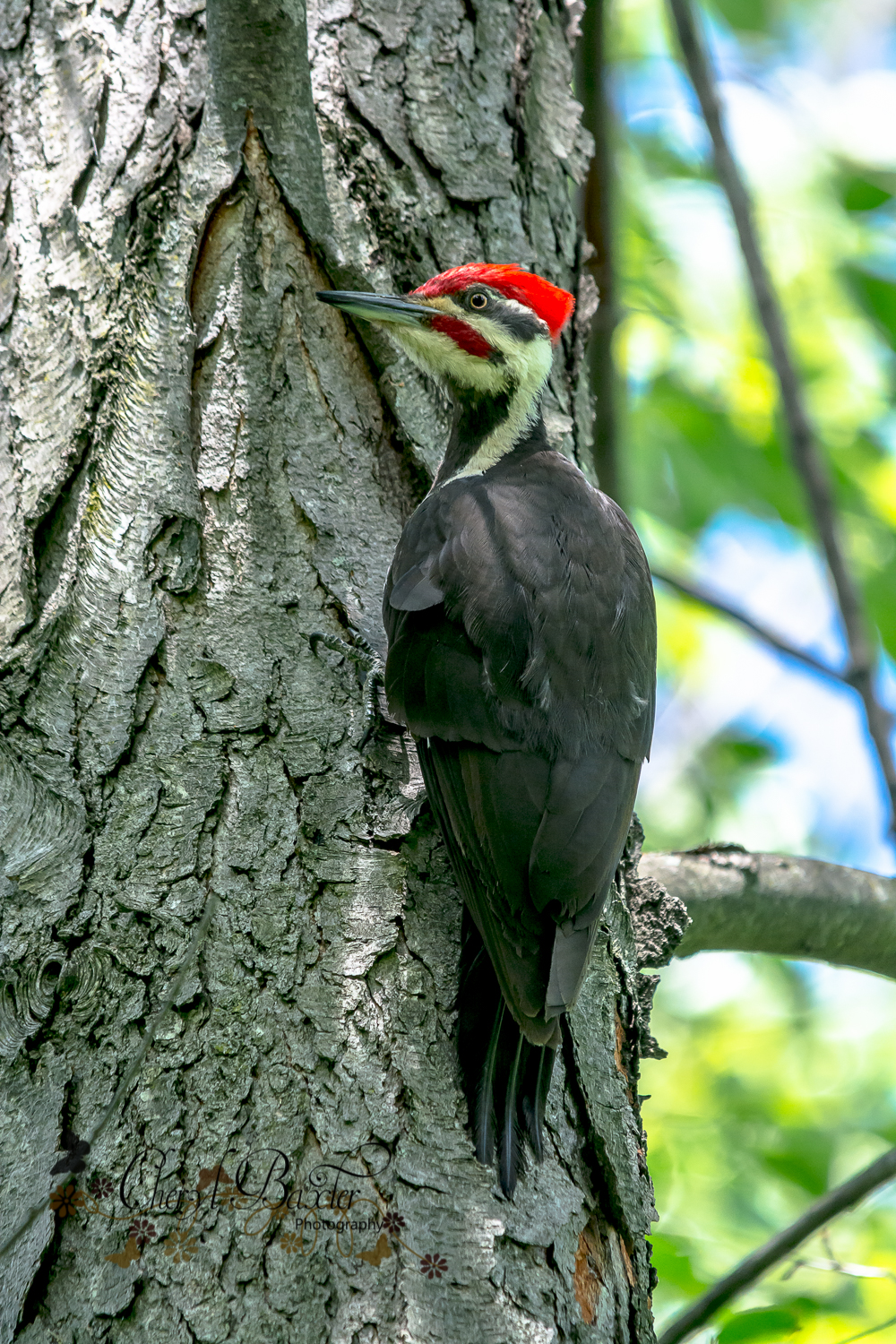 Pileated Woodpecker Mud Lake- Ottawa