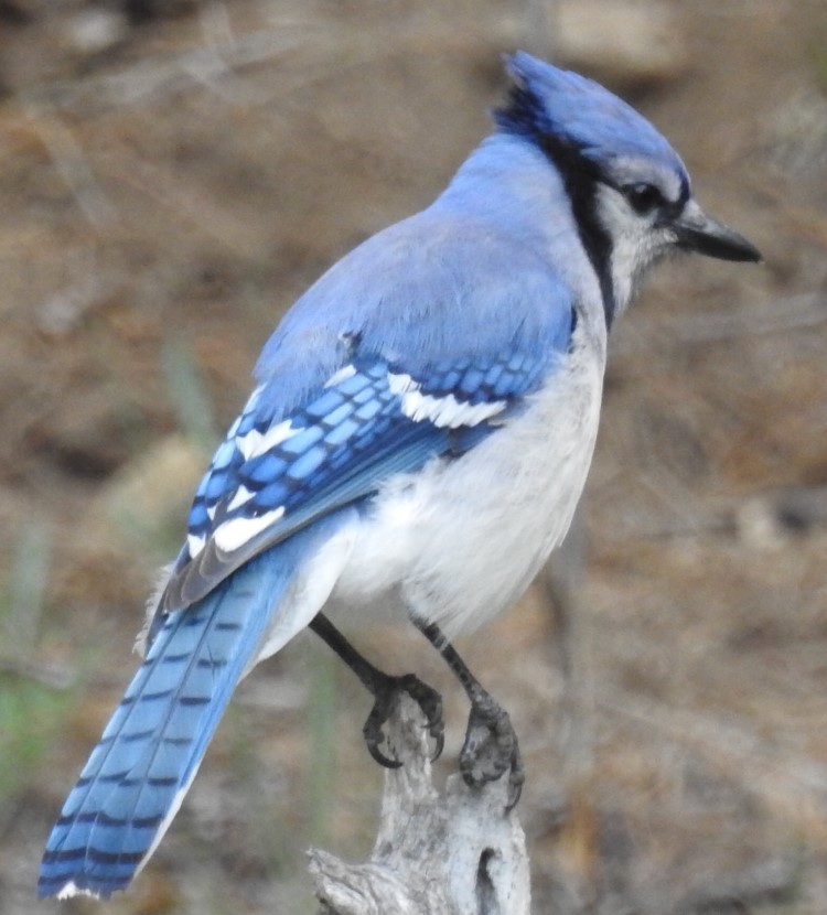blueishbird-1