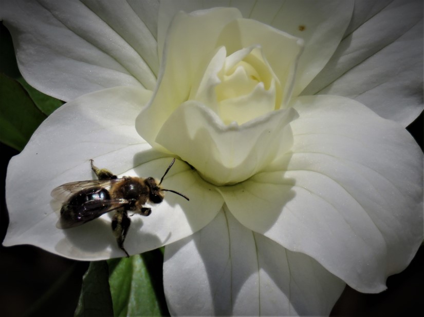 "Treasures of the Ottawa Valley" Nature Talk, March 16 2023 - Vimarsana News