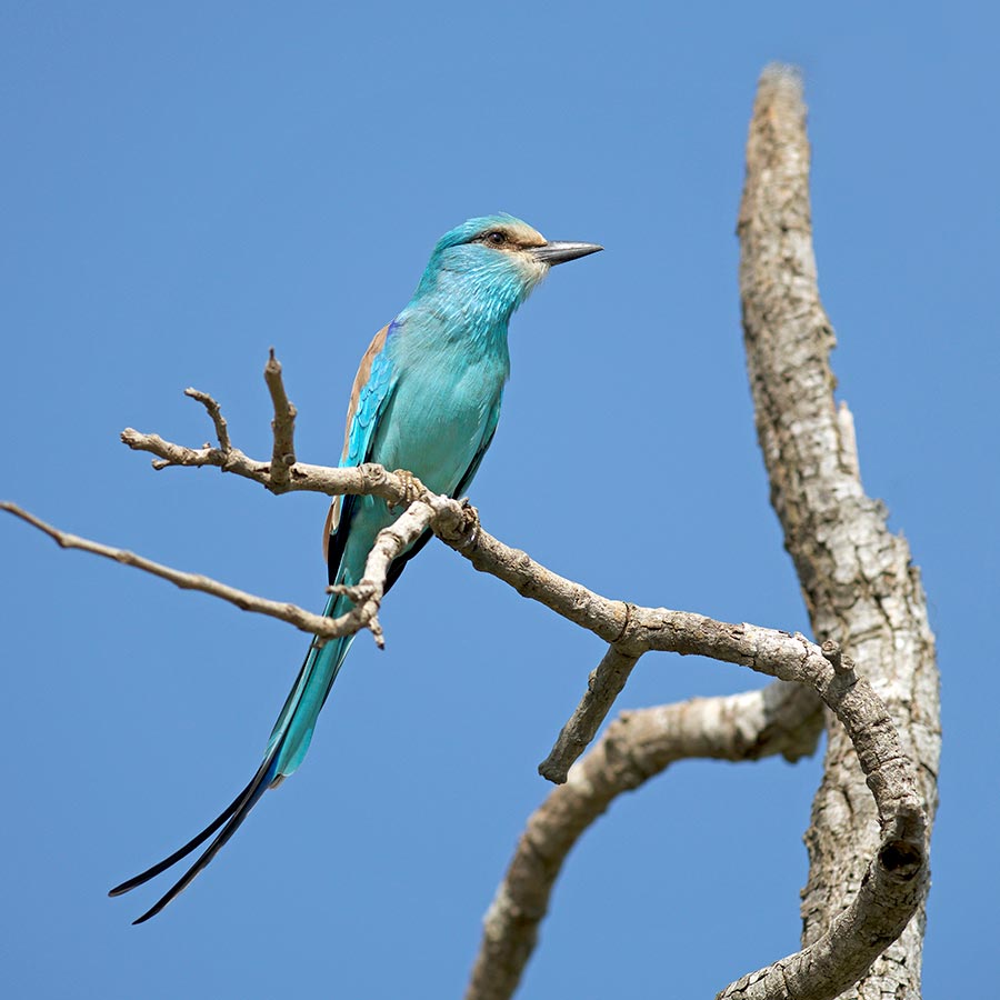 Report on MVFN Nature Talk: 'Birds of The Gambia and Senegal' - Vimarsana News