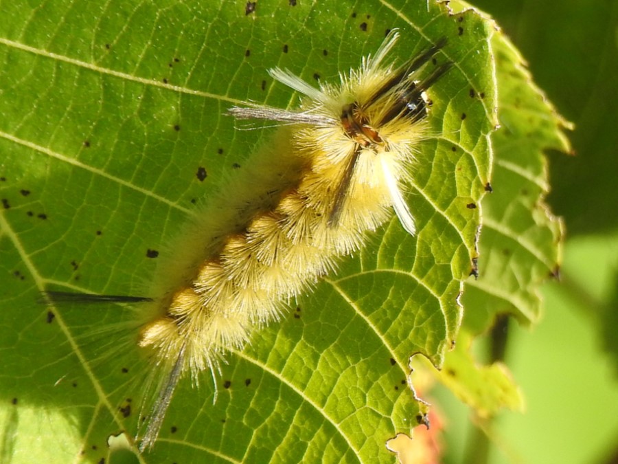 What Is That … Late Summer Caterpillar? | The Millstone