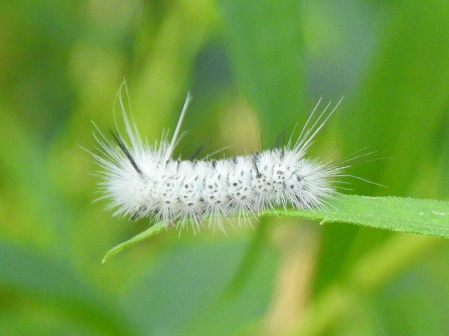 What Is That … Late Summer Caterpillar? | The Millstone