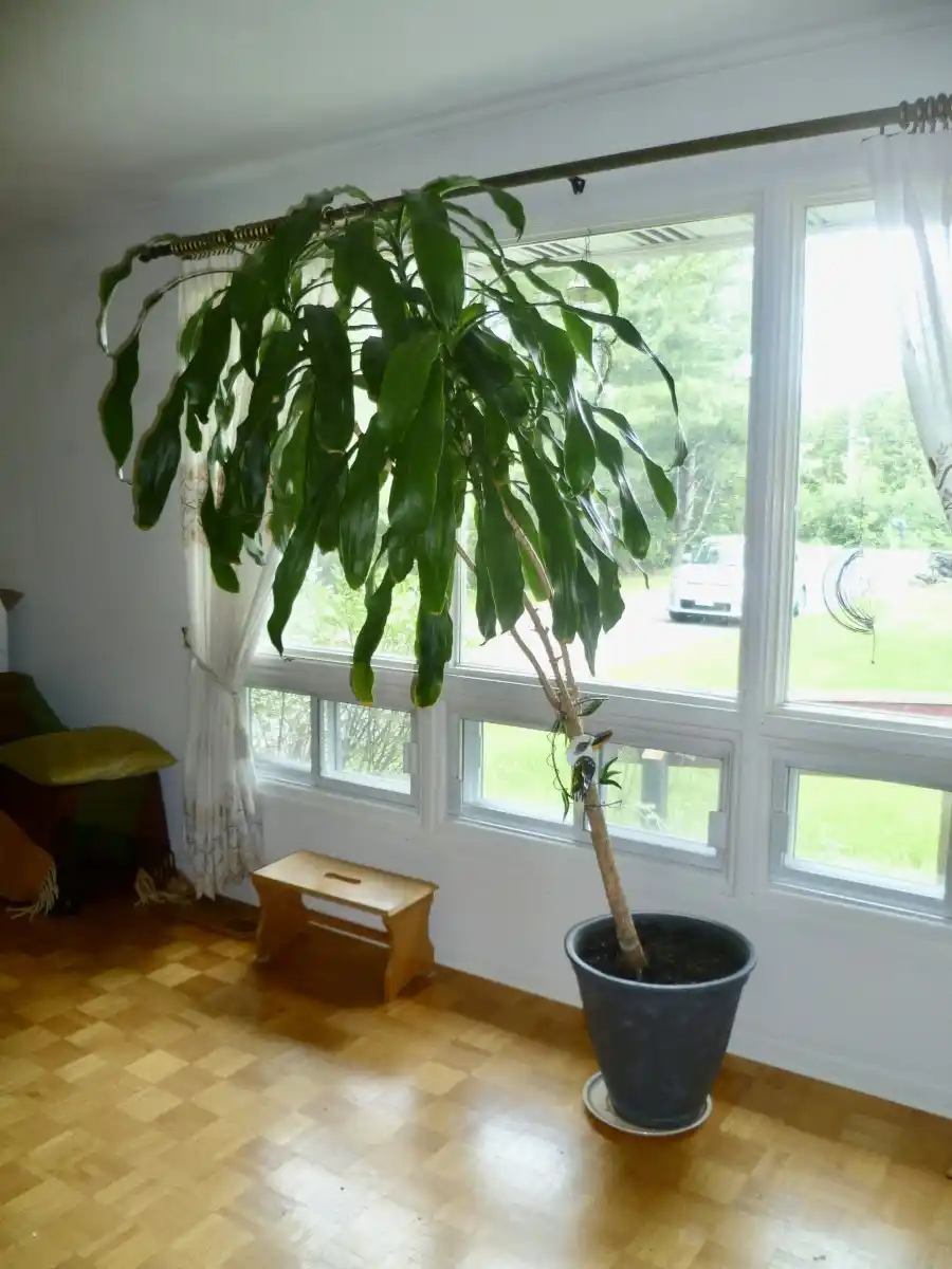 Umbrella tree, $25 | The Millstone